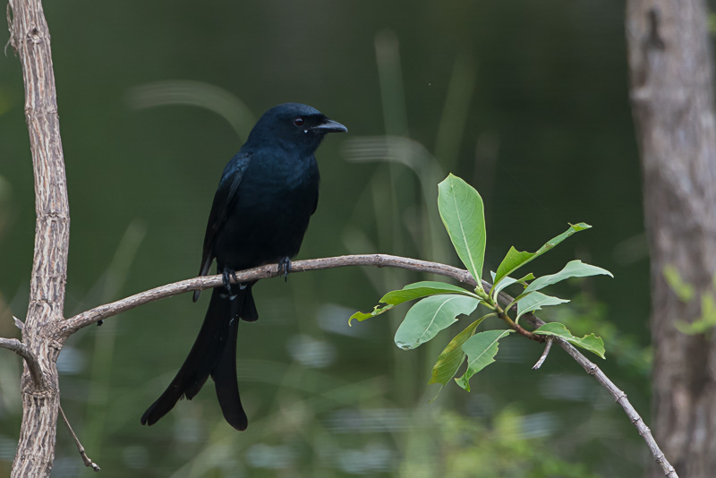 Koningsdrongo